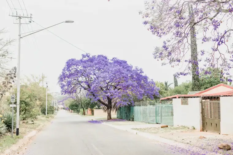 A jacaranda in flower over a walled suburban street on the Reef