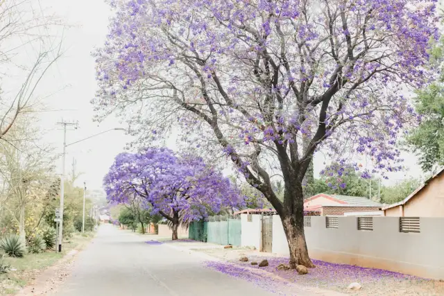 A suburban street on the Reef under jacaranda blossom
